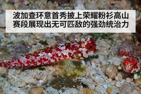波加查环意首秀披上荣耀粉衫高山赛段展现出无可匹敌的强劲统治力